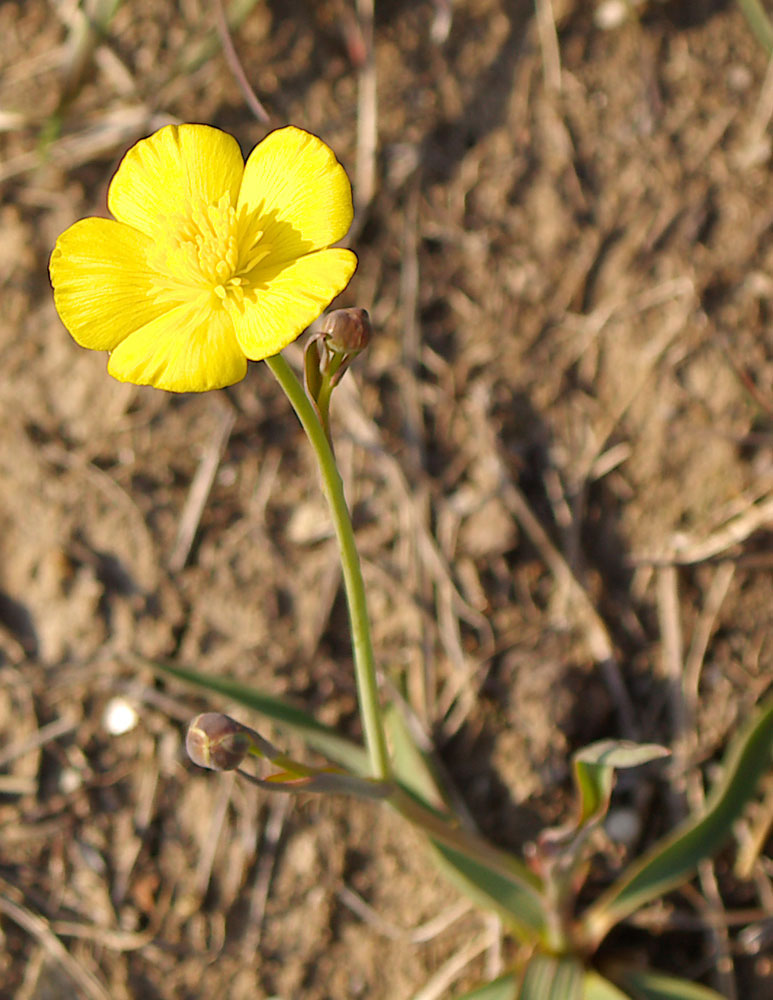 Ranunculus gramineus / Ranuncolo a foglie di gramigna